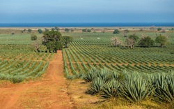 Sisal - loài cây kì lạ đã giúp đỡ người nông dân ở Kenya