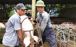 Giá lợn hơi hôm nay (29/11): Ổn định sau một tuần tăng - giảm trái chiều