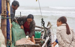 Thanh Hóa: Sáng sớm dân nô nức ra biển "xúc" hàng tạ con bé tí ti này mà kiếm tiền triệu mỗi người