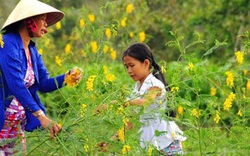 Khi bông điên điển nở vàng là lúc những đàn cá linh theo dòng nước lũ đổ về tràn vào sông, rạch