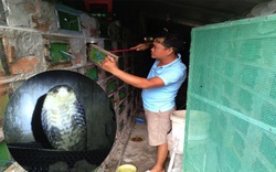 Sóc Trăng: Một ông nông dân nuôi hàng chục ngàn con rắn hổ mang, cứ bán 1 con lời 1 triệu, dân xem khiếp vía