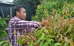 Tây Ninh: Trồng những cây rau rừng tốt um tùm, rộng mênh mông, nông dân ở đây chăm nhàn mà thành tỷ phú, triệu phú