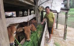 Khơi dậy tinh thần vươn lên thoát nghèo: Mô hình hỗ trợ phải chống được rủi ro