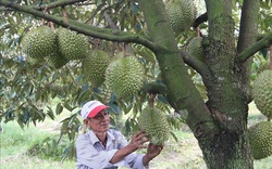 Tiền Giang: Giá sầu riêng tăng kỷ lục, thương lái lùng mua trả giá cao nhưng sao bà con không vui?