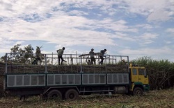 Sau gần nột năm ATIGA có hiệu lực:  Khó khăn kép khiến ngành mía đường “hụt hơi”