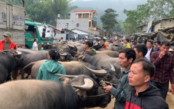 Gia súc đổ về ngày càng nhiều, nguy cơ mất an toàn tại chợ trâu bò lớn nhất tỉnh Bắc Kạn