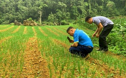 Bắc Kạn: Đất hoang giờ phủ kín thứ củ vừa cay vừa thơm, chưa thu hoạch đã có người đặt mua