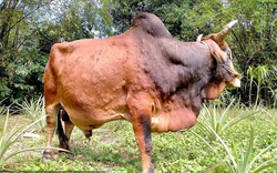 Bệnh viêm da nổi cục trên trâu, bò: Bộ NNPTNT khẳng định không lây sang người