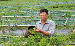 Thái Nguyên: Trồng cây lạ leo tràn lan, ra thứ hoa đặc sản bán đắt tiền, ông nông dân này bất ngờ giàu hẳn lên