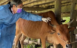 Bệnh viêm da nổi cục ở trâu, bò: Không chủ quan, nhập khẩu khẩn cấp vaccine