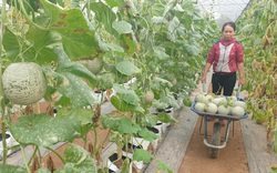 Thái Bình: Đam mê trồng dưa công nghệ cao, U50 bỏ túi hơn nửa tỷ đồng/năm