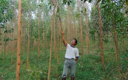 Không còn quỹ đất mở rộng diện tích rừng, chỉ còn cách nâng cao chất lượng