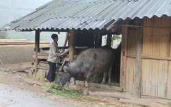 Lào Cai: Lo mùa đông rét sớm, chủ động phòng chống đói, rét cho gia súc