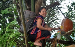 Quảng Nam: Lên vùng đất này xem nông dân "nấu rượu" trên cây, đàn bà con gái cũng leo lên nấu tốt