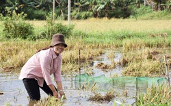 Gia Lai: Nuôi cá ở đồng bỏ hoang, chả tốn thức ăn, nông dân vùng này bán đắt hàng