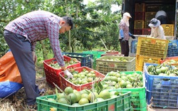 Bình Dương: Nông nghiệp hữu cơ nâng tầm cho trái cây đặc sản