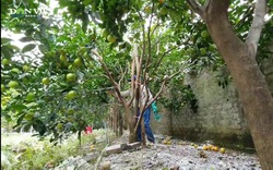 Nghệ An: Cam đặc sản Xã Đoài rụng vàng gốc, chất từng “đống” sau mưa lũ