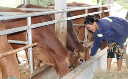 Hà Tĩnh: Nông nuôi bò vỗ béo hiệu quả, đời sống khá giả