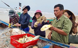 Hà Tĩnh: Tổ dân phố này ra biển đánh bắt, bất ngờ trúng loài cá này ví như lộc biển, thương lái tranh nhau mua