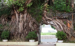 Những "kiệt tác" cổng làng có một không hai từ rễ cây độc đáo ở làng quê Bắc Bộ
