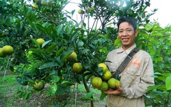 Hưng Yên: Trồng cam, chuối, huyện nghèo này xuất hiện nhan nhản triệu phú, tỷ phú "chân đất"