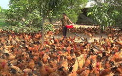 Quảng Trị: Gà Cùa không phải 1 giống gà mà là gà nuôi theo kiểu này ở huyện Cam Lộ