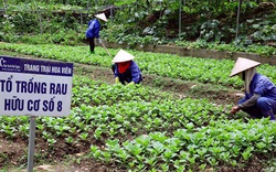 46 tỉnh, thành phố có sản xuất nông nghiệp hữu cơ