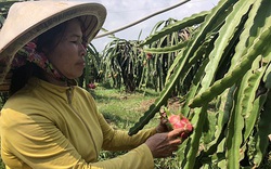 Đáng ngại, loài ốc này bò dày đặc, nông dân tỉnh Bình Thuận xịt thuốc, rải bả không ăn thua phải thức đêm bắt tay