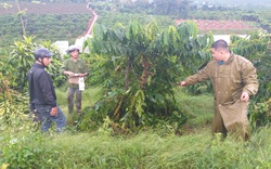 Gửi đến cơ quan chức năng tỉnh Lâm Đồng: Một nông dân khốn khổ 10 lần bị chặt phá cà phê chỉ biết "kêu trời"