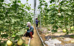 Lào Cai: Đem dưa vào trồng trong nhà lưới, nuôi thêm cả ong, thu hàng trăm triệu đồng/ha