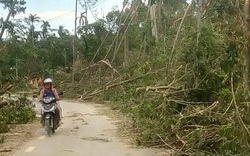 Quảng Nam: Hơn 70 nghìn ha rừng nguyên liệu bị thiệt hại do bão