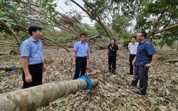 Phó Bí thư Thường trực Tỉnh ủy Quảng Nam: Nhìn cảnh nhà cửa, cây cối, trang trại hư hỏng mà đau xót
