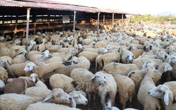 Giá dê, cừu tại Ninh Thuận liên tục tăng cao