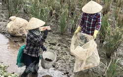 Hải Dương: Ở vùng này, nông dân nhàn nhã bắt 2 loài con đặc sản gì mà 3 mẫu ruộng thu được 450 triệu?