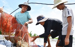 Thả tôm nuôi “chung nhà” với lúa, nhà nông thu lãi đậm 