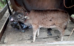 Bắc Kạn: Bệnh viêm da nổi cục trên trâu, bò tiếp tục lây lan tại địa bàn giáp ranh với tỉnh Cao Bằng