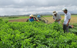 Nhiều giải pháp hỗ trợ giúp nông dân kịp thời sản xuất vụ Đông Xuân