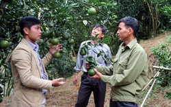 Hướng dẫn nông dân bón phân Lâm Thao hiệu quả, tiết kiệm, cây trồng lớn nhanh hoa trái đầy cành