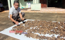 Bình Phước: Nông dân đến khổ, trồng cây sa chi ra "vua" của các loại hạt, nhưng phơi vạ vật chưa thấy ai mua