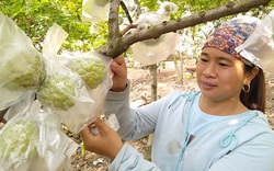 Bắc Giang: Trồng na ra quả trái vụ, hái hàng tấn, toàn quả to bự, nông dân lãi hàng trăm triệu đồng