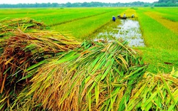 Giá nông sản hôm nay: Cà phê, hồ tiêu điều chỉnh giảm trong khi giá lợn hơi đồng loạt tăng