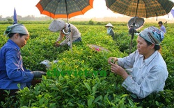 Thái Nguyên: Trồng chè hữu cơ theo tiêu chuẩn Việt Nam, chè ngọt hậu, đậm vị, dễ bán