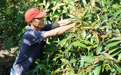 Tây Ninh: Đem thứ cây rừng về vườn trồng như rau, nhà hàng, siêu thị đặt mua tới tấp, nông dân ở đây đổi đời
