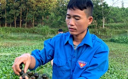 Nuôi "con siêu đẻ" bán làm hàng đặc sản, một nông dân tỉnh Tuyên Quang "mò bắt" được nửa tỷ đồng mỗi năm