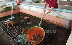 Bình Định: Nuôi lươn không bùn dày đặc trong bể xi măng, nuôi lứa nào trúng lứa đó, nông dân phát tài