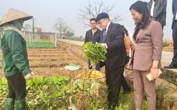 Phú Thọ: Chủ tịch Hội NDVN Thào Xuân Sùng xuống đồng, bất ngờ với cách trồng rau an toàn của nông dân