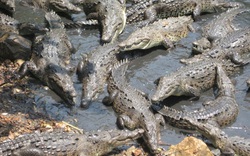 1.000 lính phát xít Nhật băng qua đầm lầy và bữa tiệc máu của cá sấu