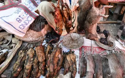 Ở nơi thịt chuột được coi là đặc sản "tuyệt đỉnh kungfu" còn phổ biến hơn gà hay lợn
