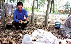 Kiên Giang: Trồng thứ cây ra củ vừa thơm vừa cay, 1 công đất đào 10 tấn củ, bán nhanh được 150 triệu đồng