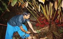 Trồng "nữ hoàng gia vị" thảo quả dưới tán rừng: Lợi thì có lợi nhưng còn nhiều bất cập